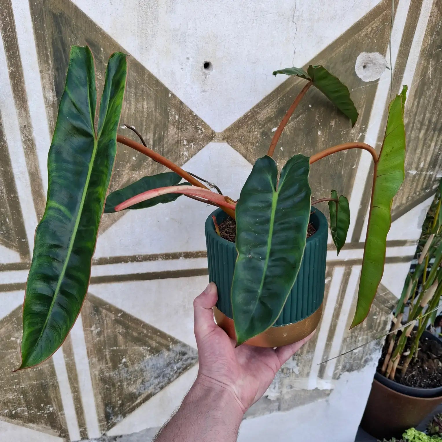 Philodendron Billietiae