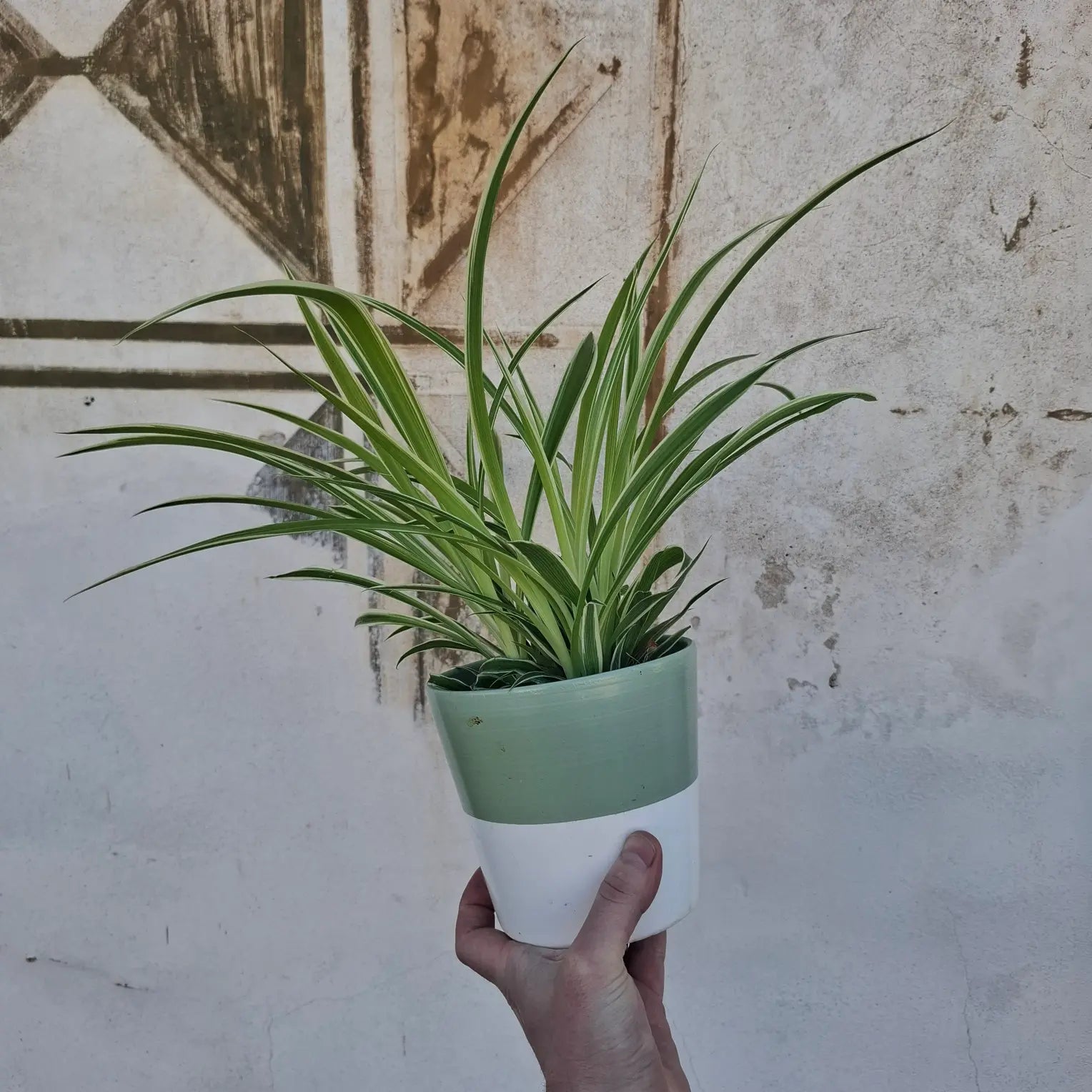 Chlorophytum bichetii