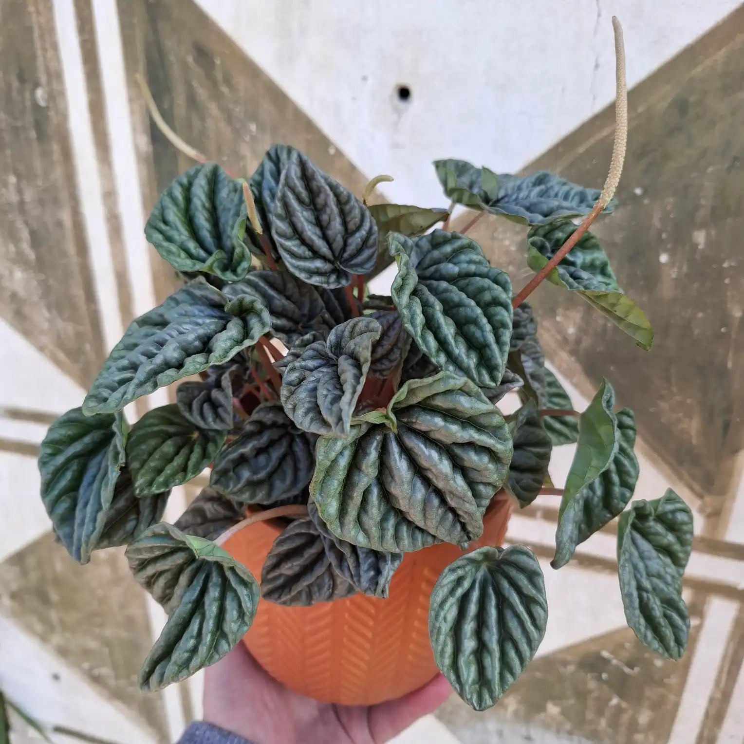 Peperomia Caperata "Lilian"