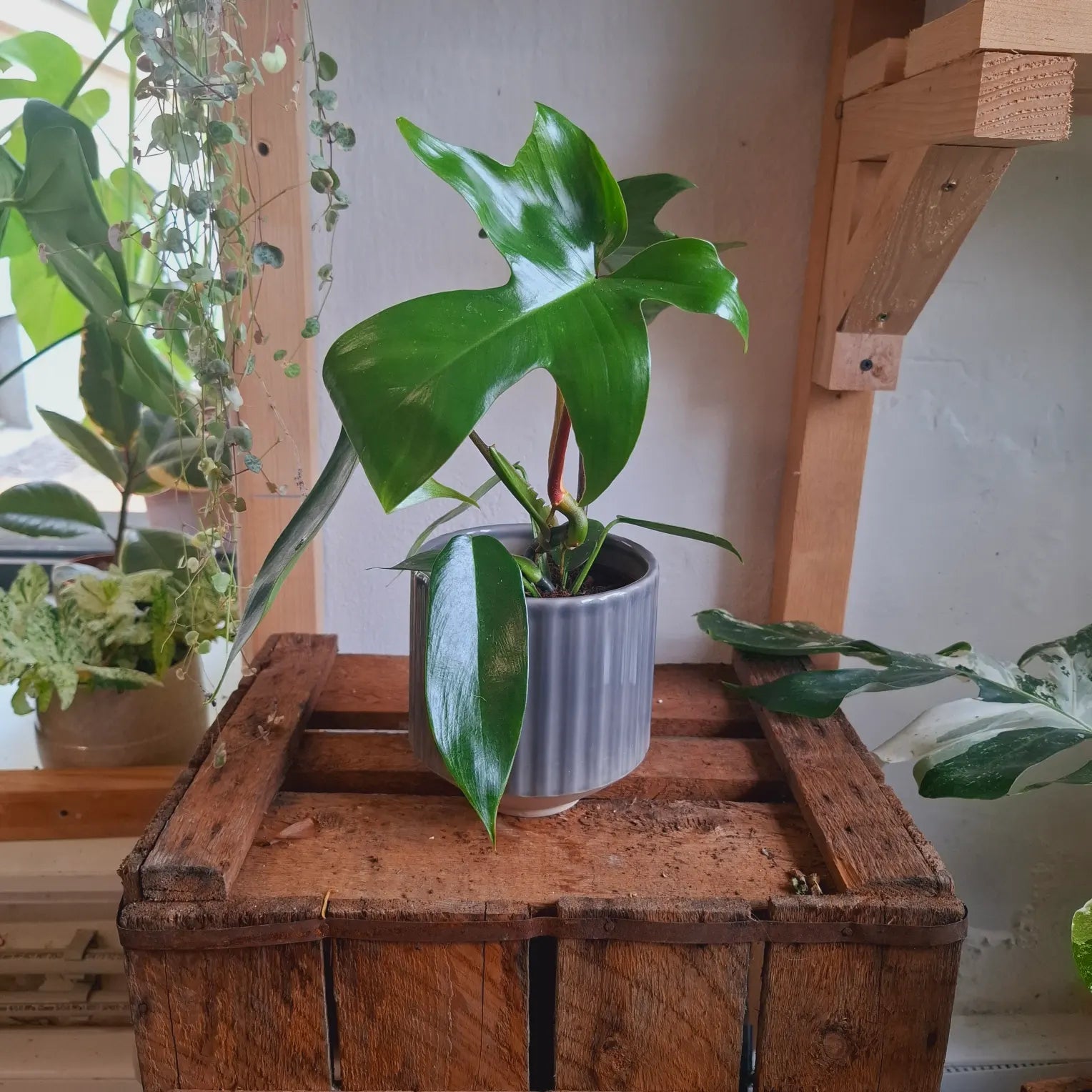 Philodendron Florida Green