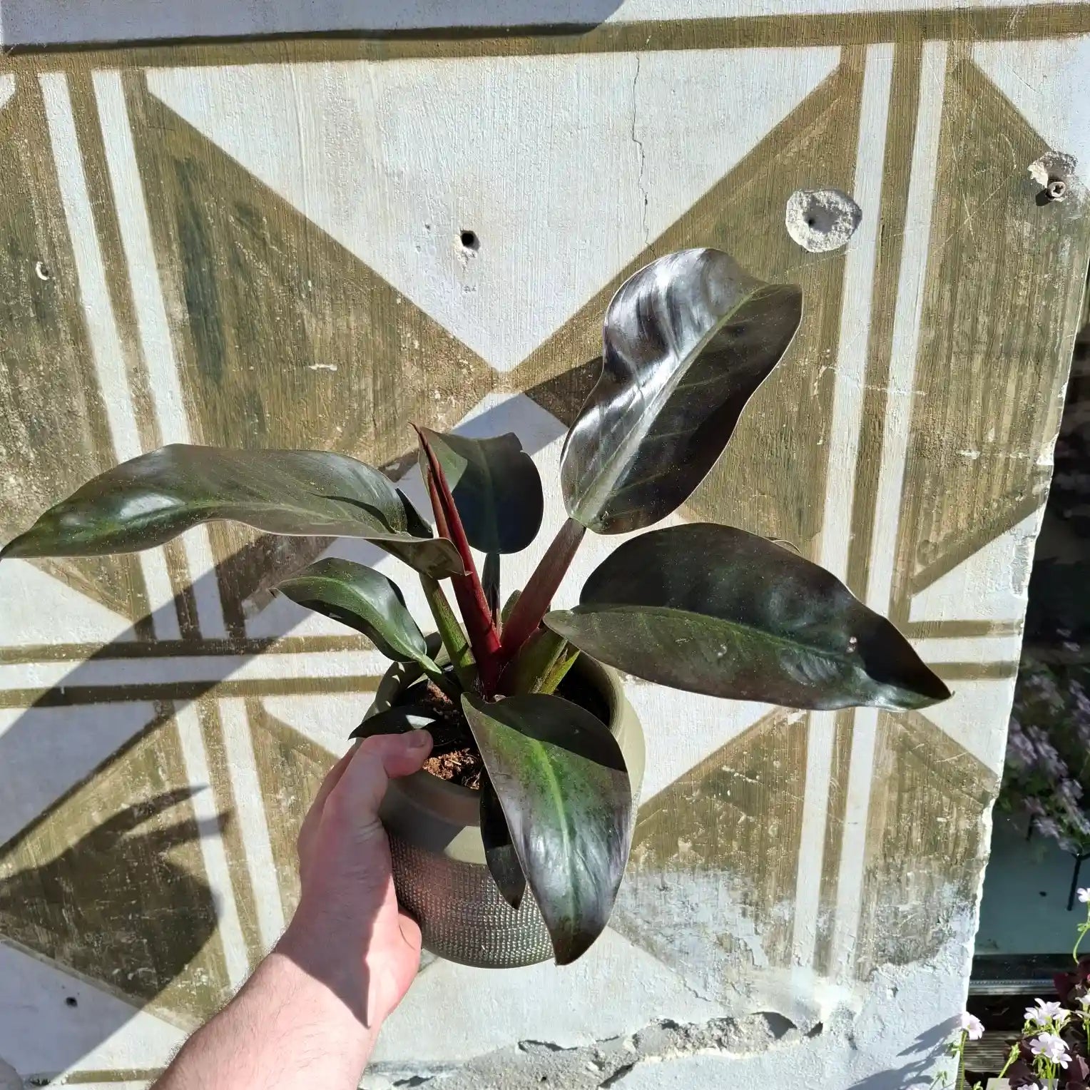 Philodendron Imperial Red