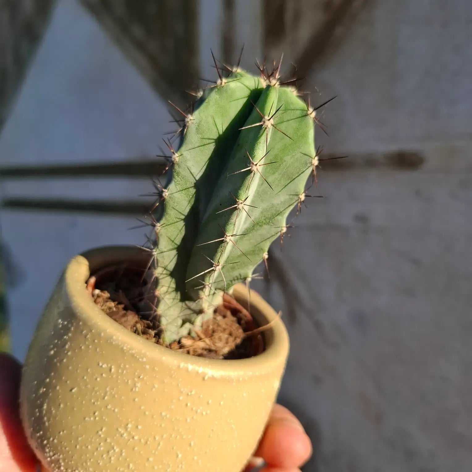 Stenocereus pruinosus