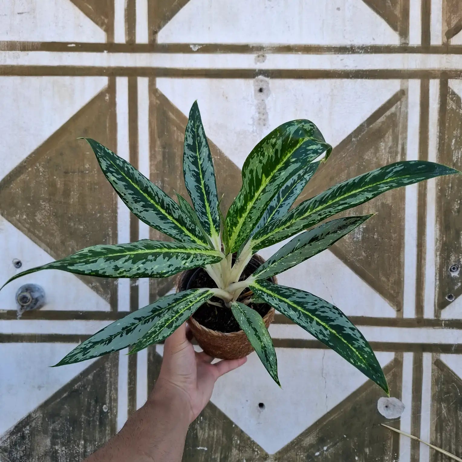 Aglaonema Matcha Lemon