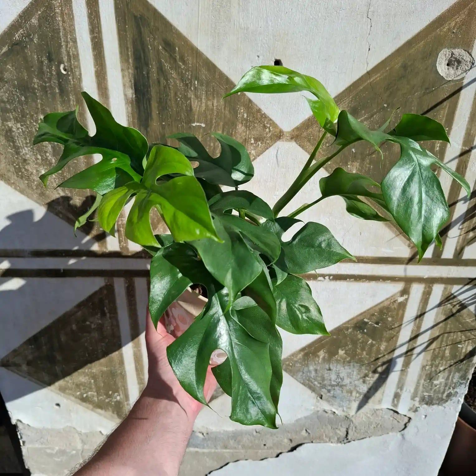 Rhaphidophora Tetrasperma