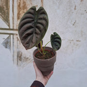 Alocasia cuprea ‘Red Secret’
