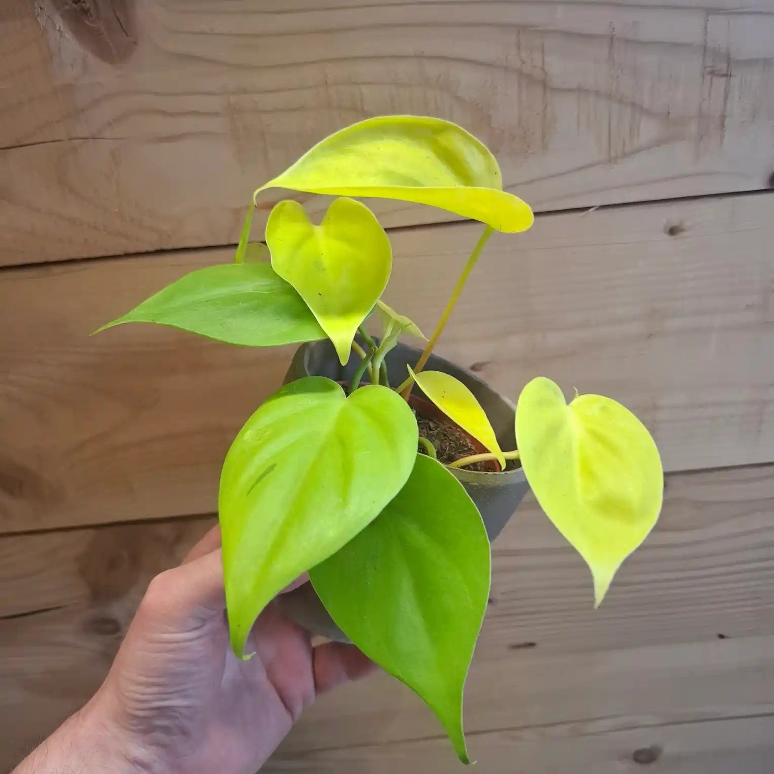 Baby Philodendron Micans Lemon Lime
