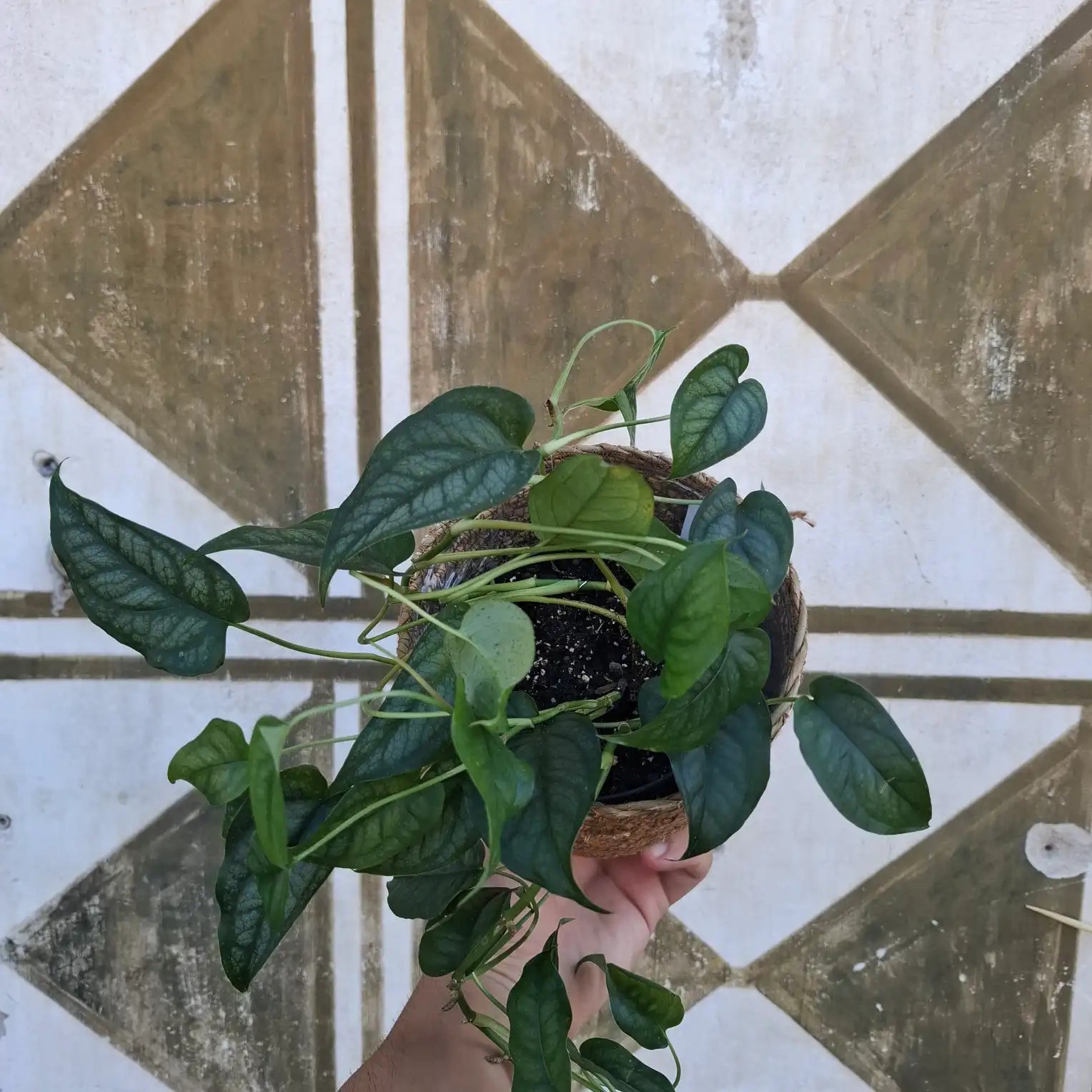 Monstera Siltepecana