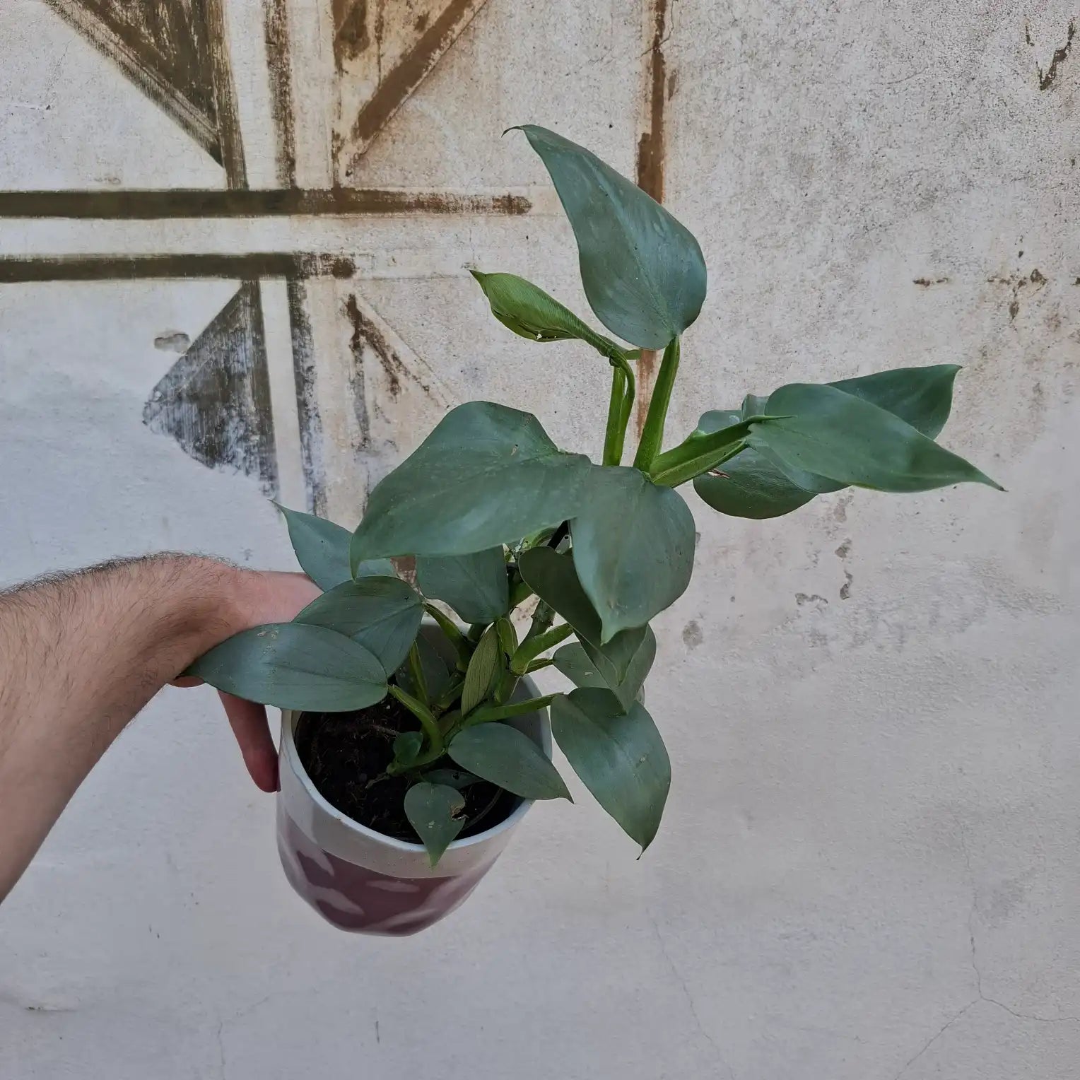 Philodendron hastatum "Silver Sword"