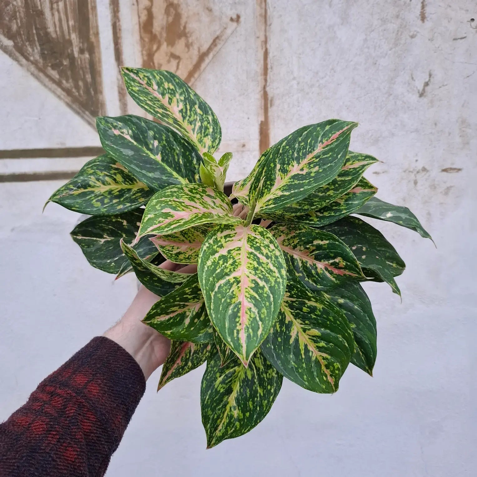 Aglaonema Pistachio Pink