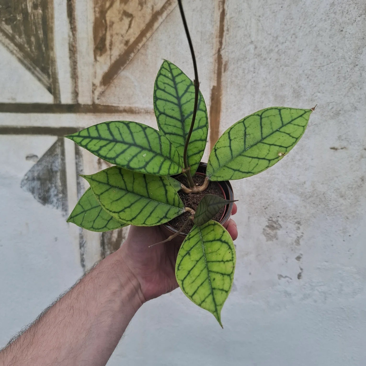 Baby Hoya sp. ‘Sabah’