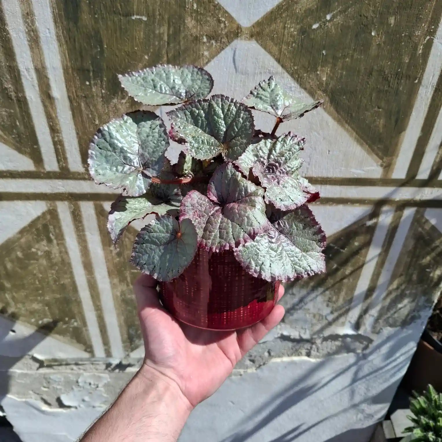 Begonia ‘Silver Dragon’