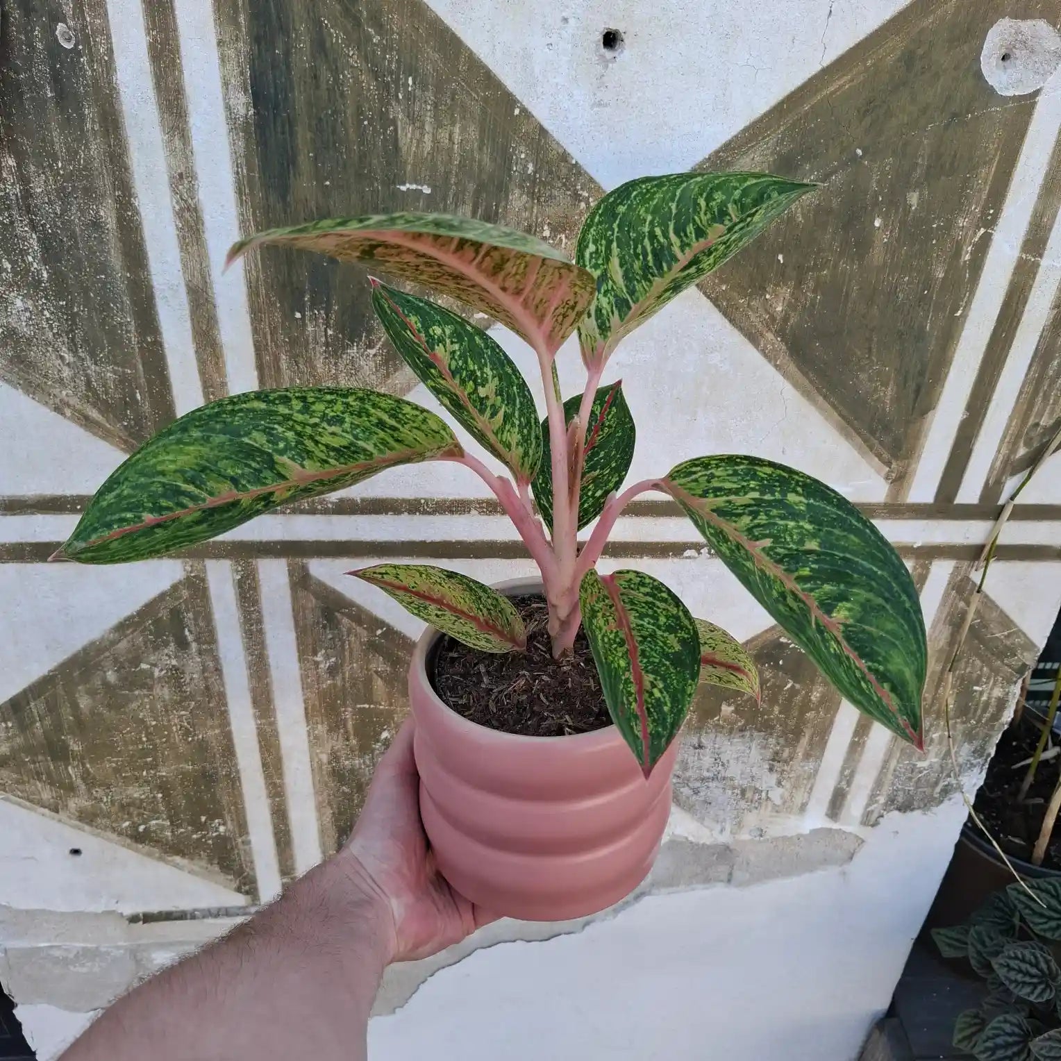 Aglaonema Forest Pink