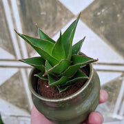 Baby Sansevieria Ehrenbergii "Samurai"