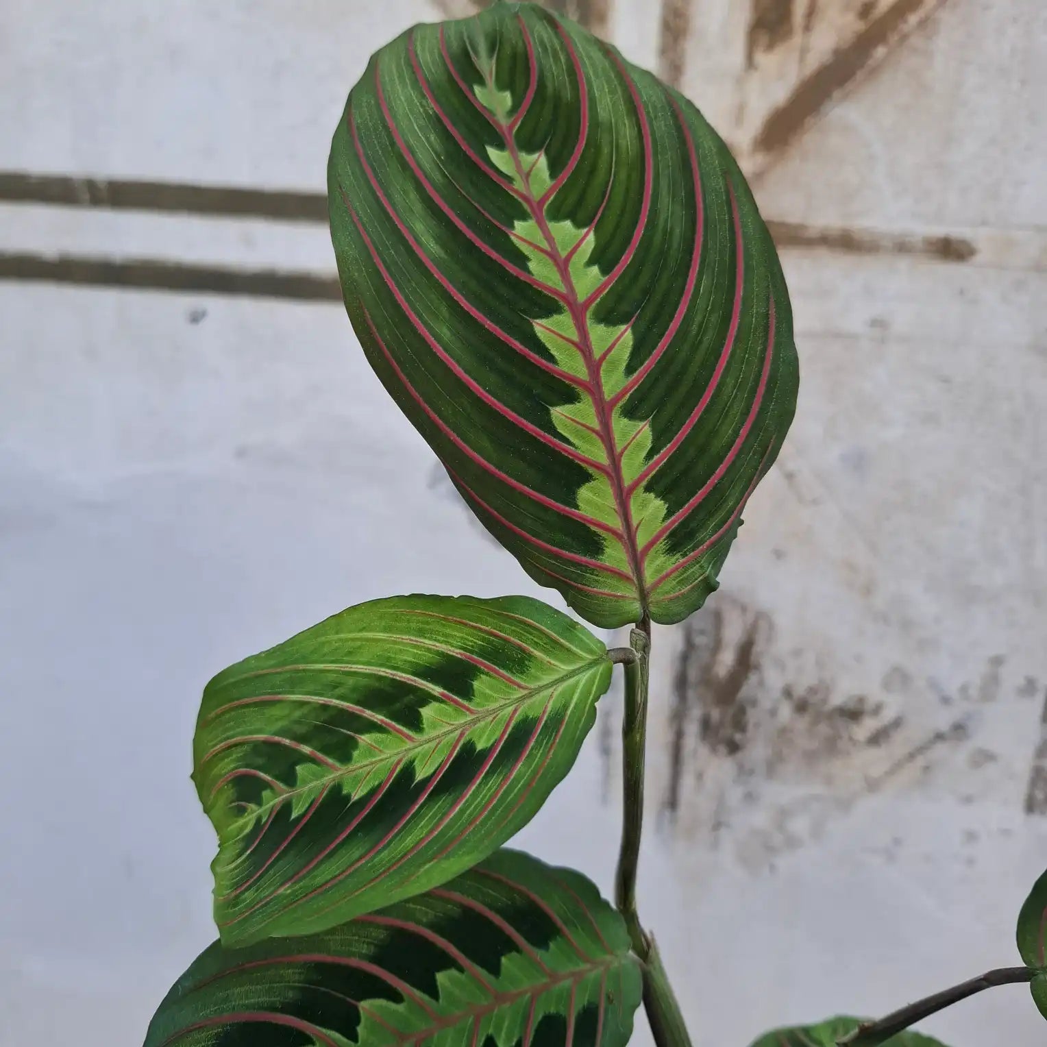 Maranta Leuconera 'Fascinator'