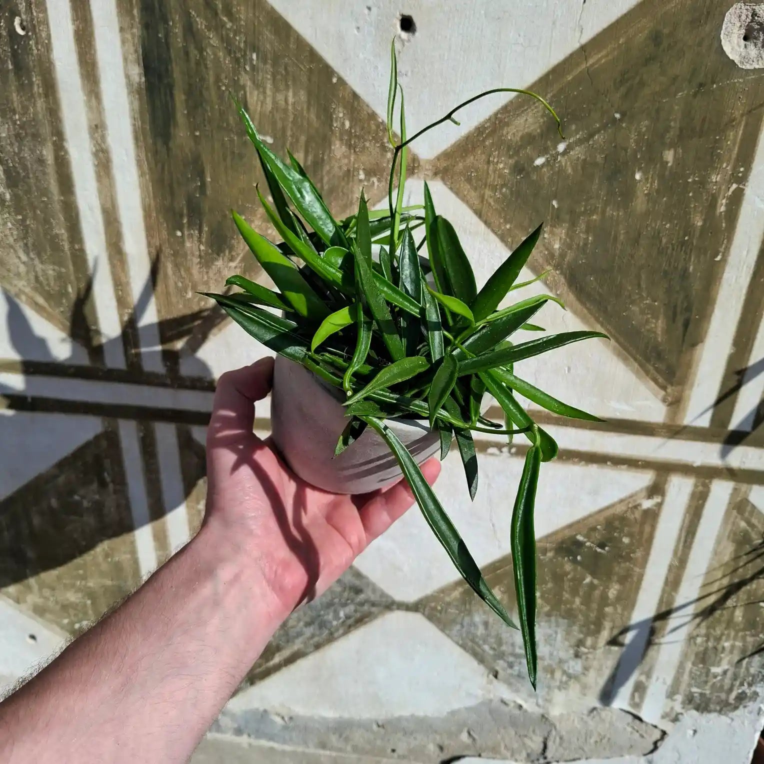 Hoya longifolia