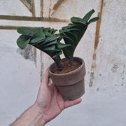 Zamioculcas Zenzi