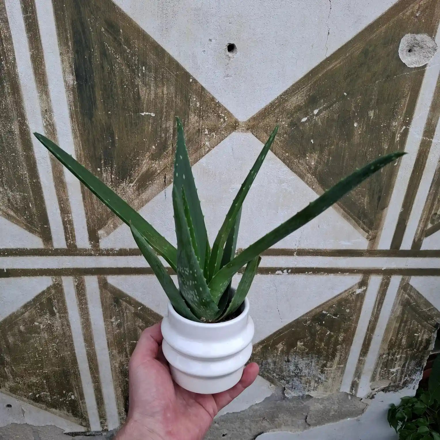 Aloe Vera