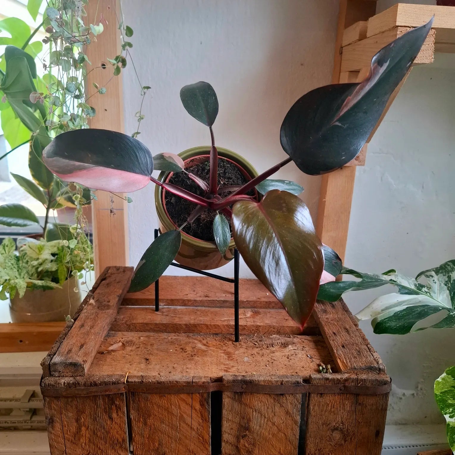 Philodendron Pink Princess