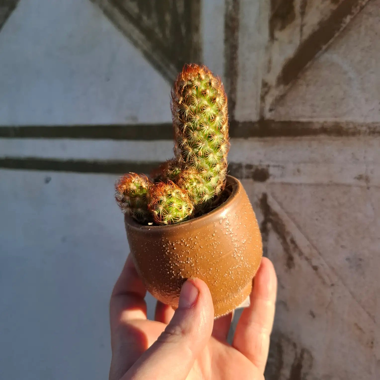Mammillaria elongata