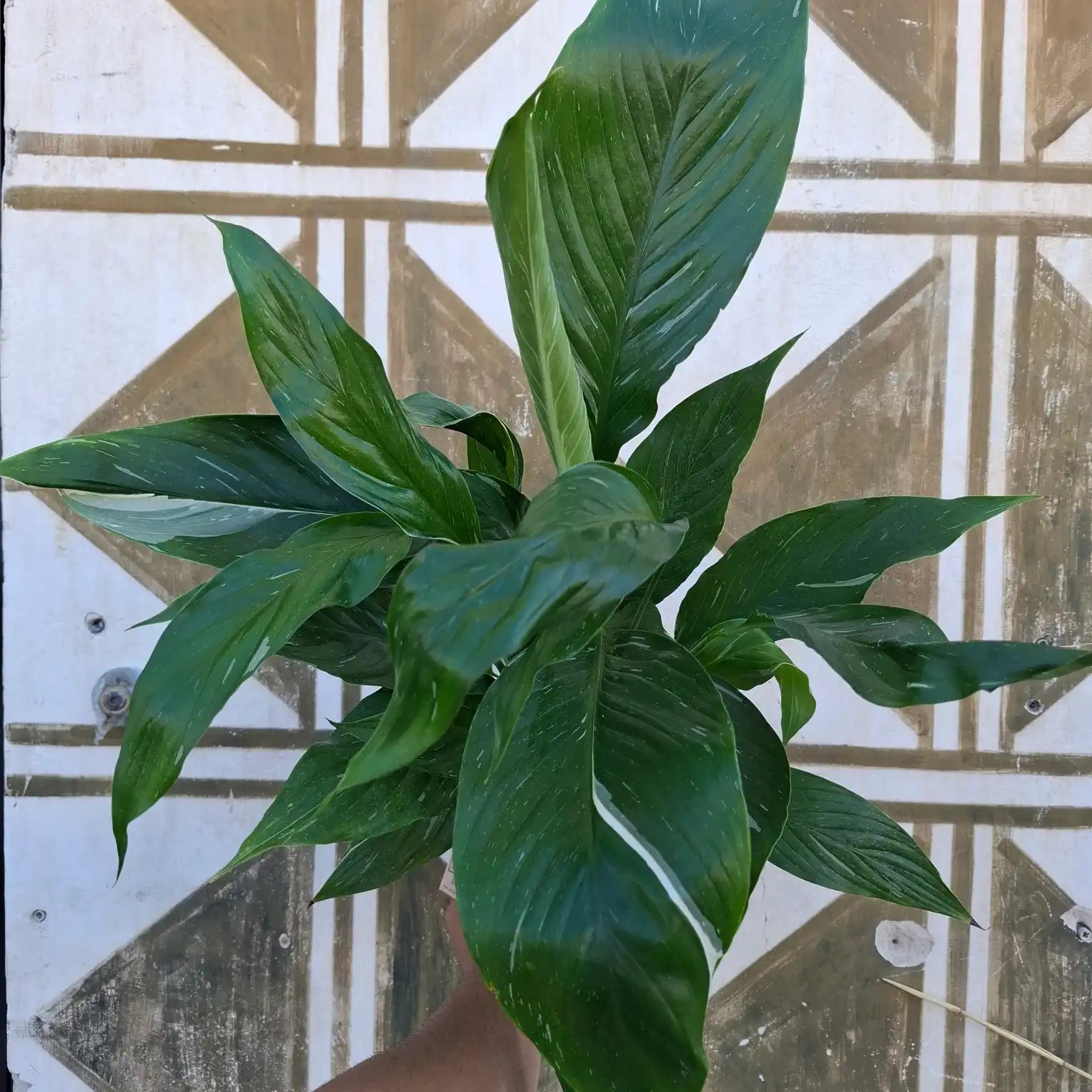 Spathiphyllum Diamond Variegata (Panašovaný lopatkovec)