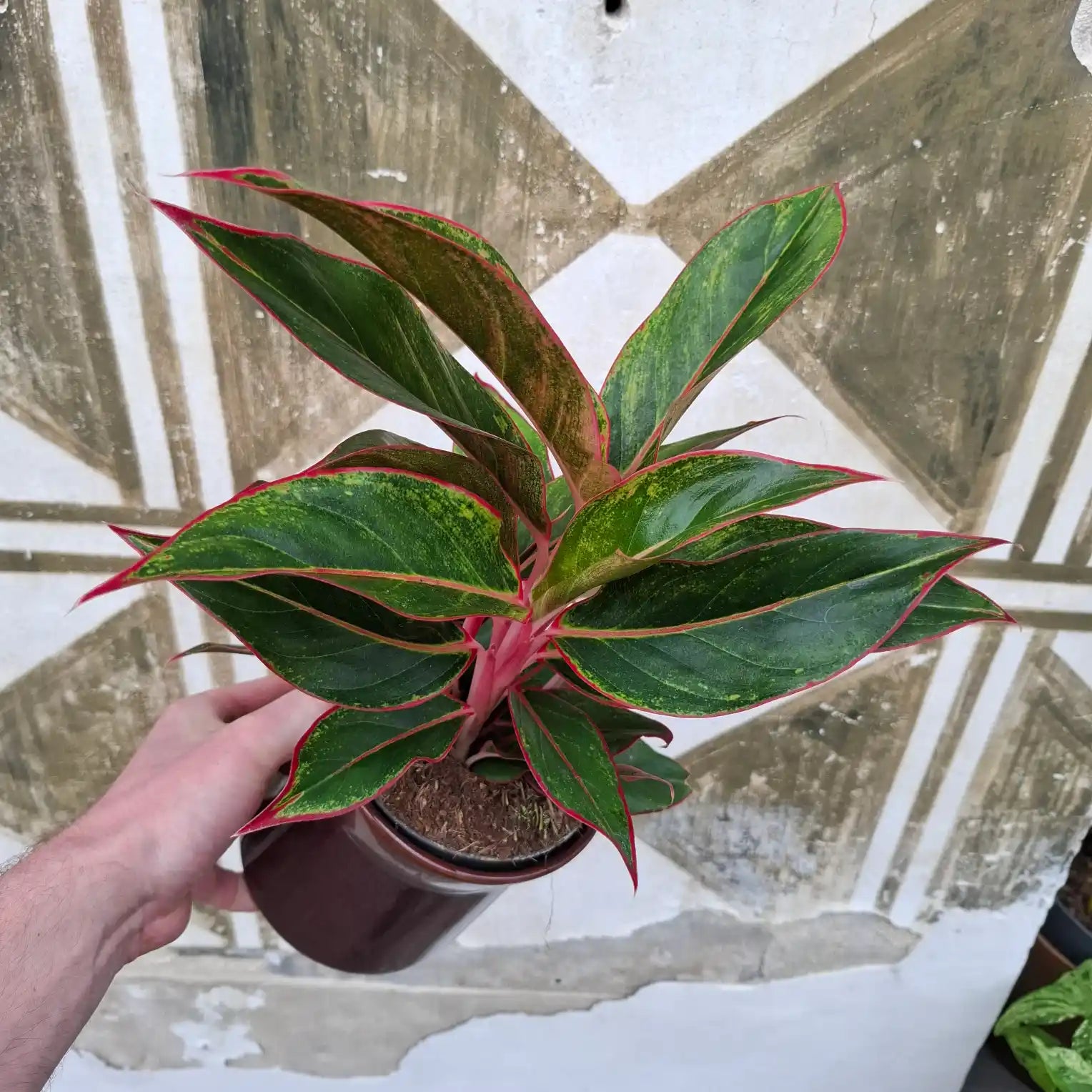 Aglaonema Crete