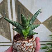 Baby Sansevieria Cylindrica 'Bonsel'