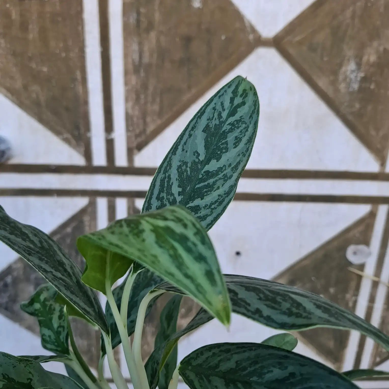Aglaonema Juliette