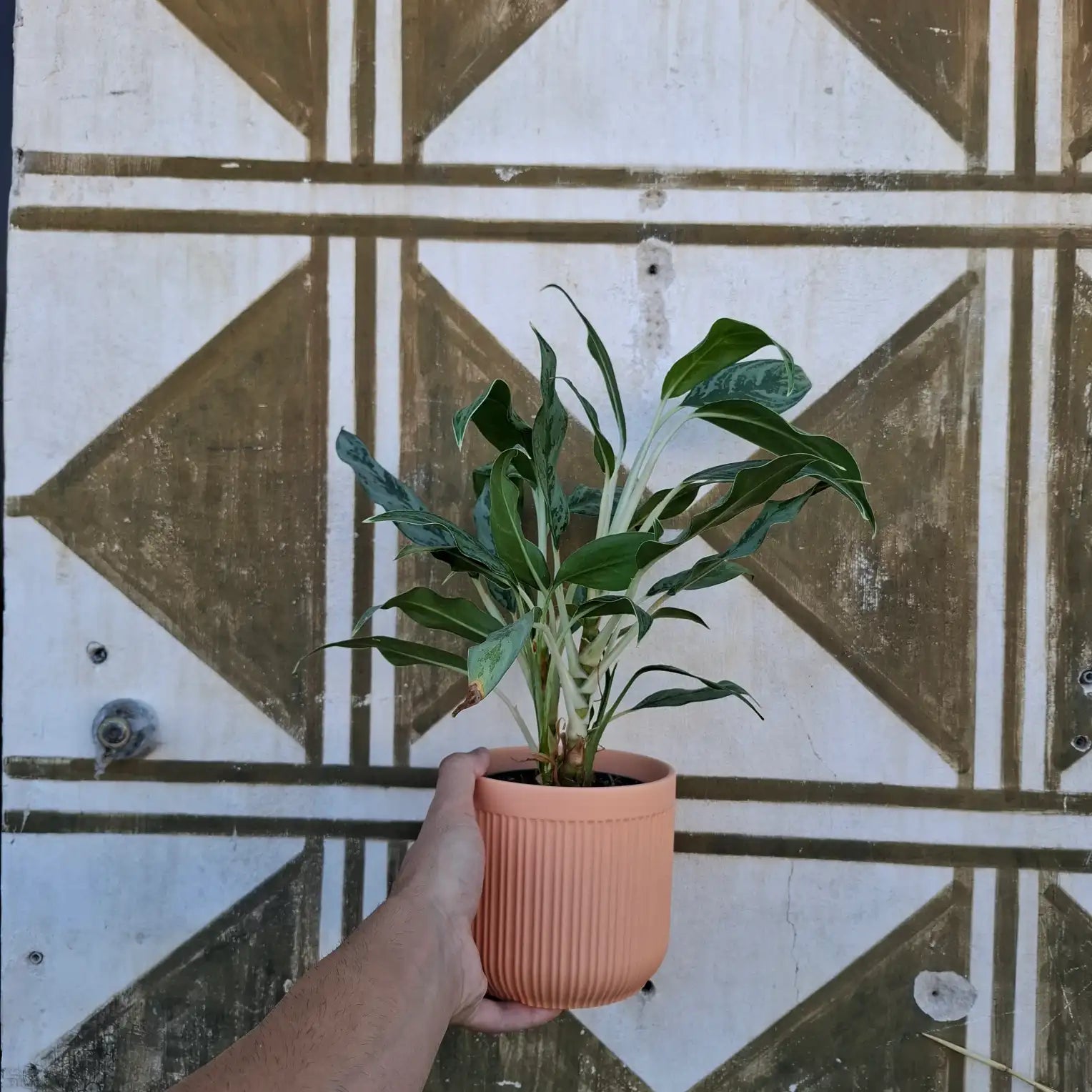 Aglaonema Juliette