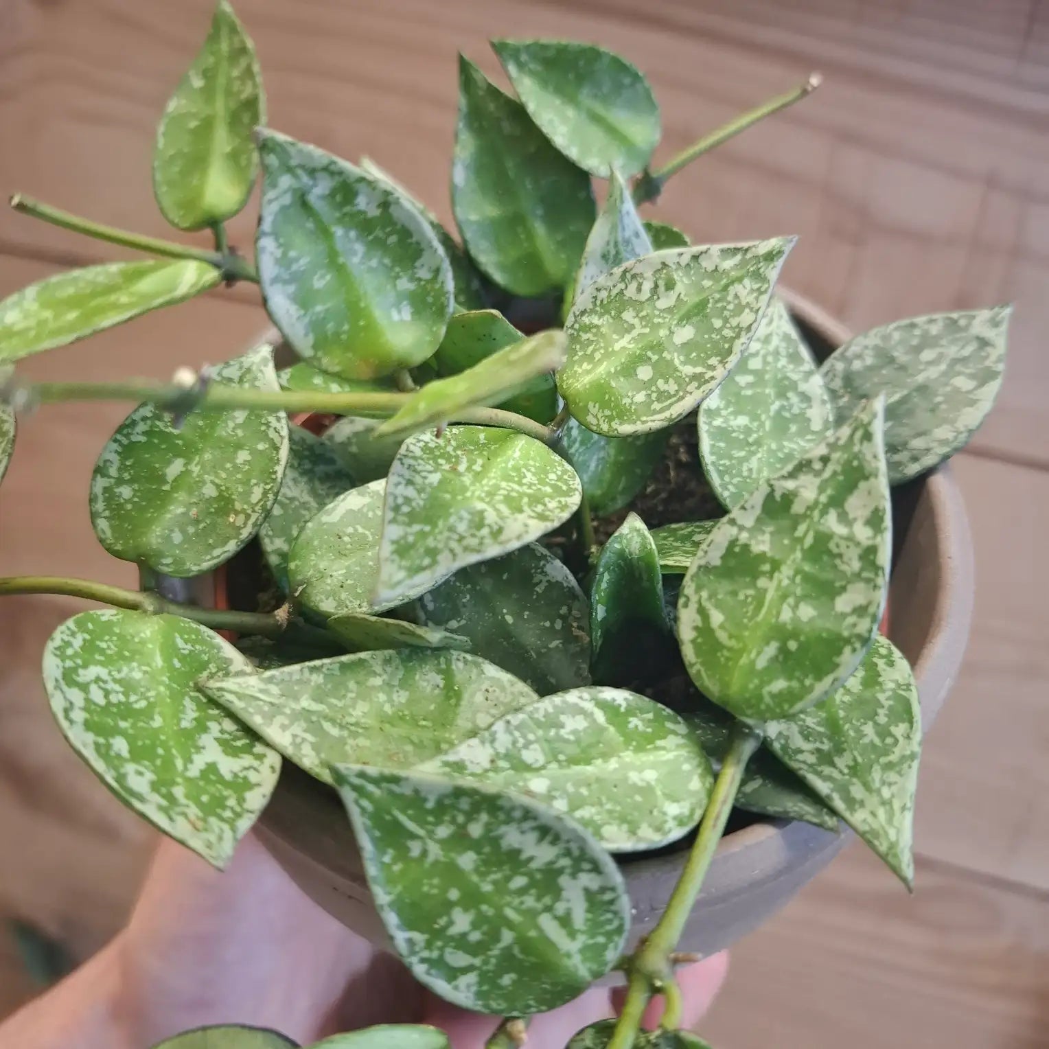 Hoya Krohniana "Splash"