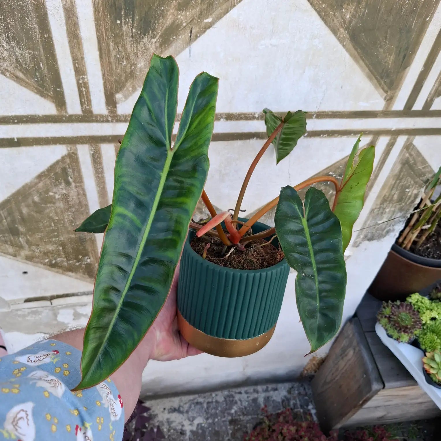 Philodendron Billietiae