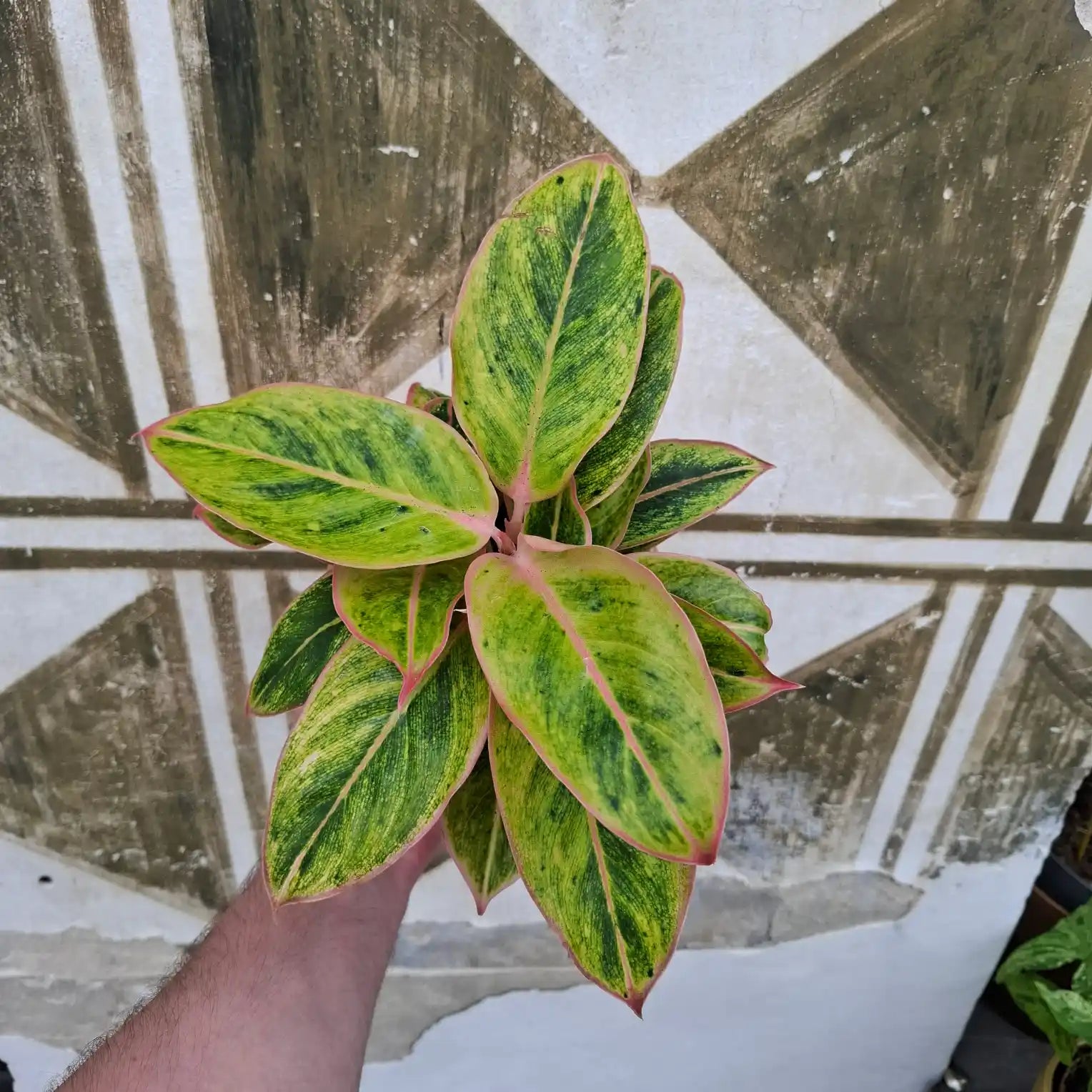 Aglaonema Salmon Fantasy