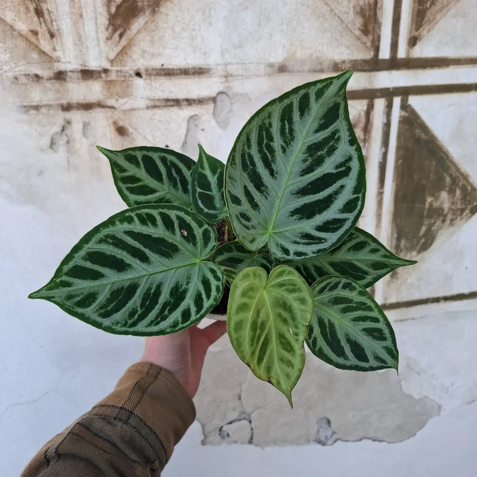 Anthurium Silver Blush
