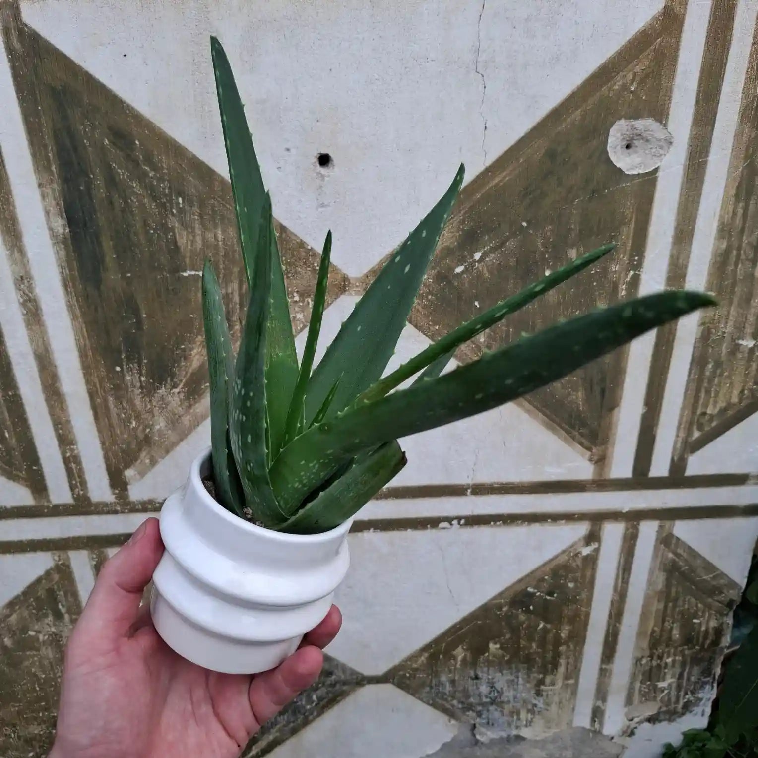 Aloe Vera