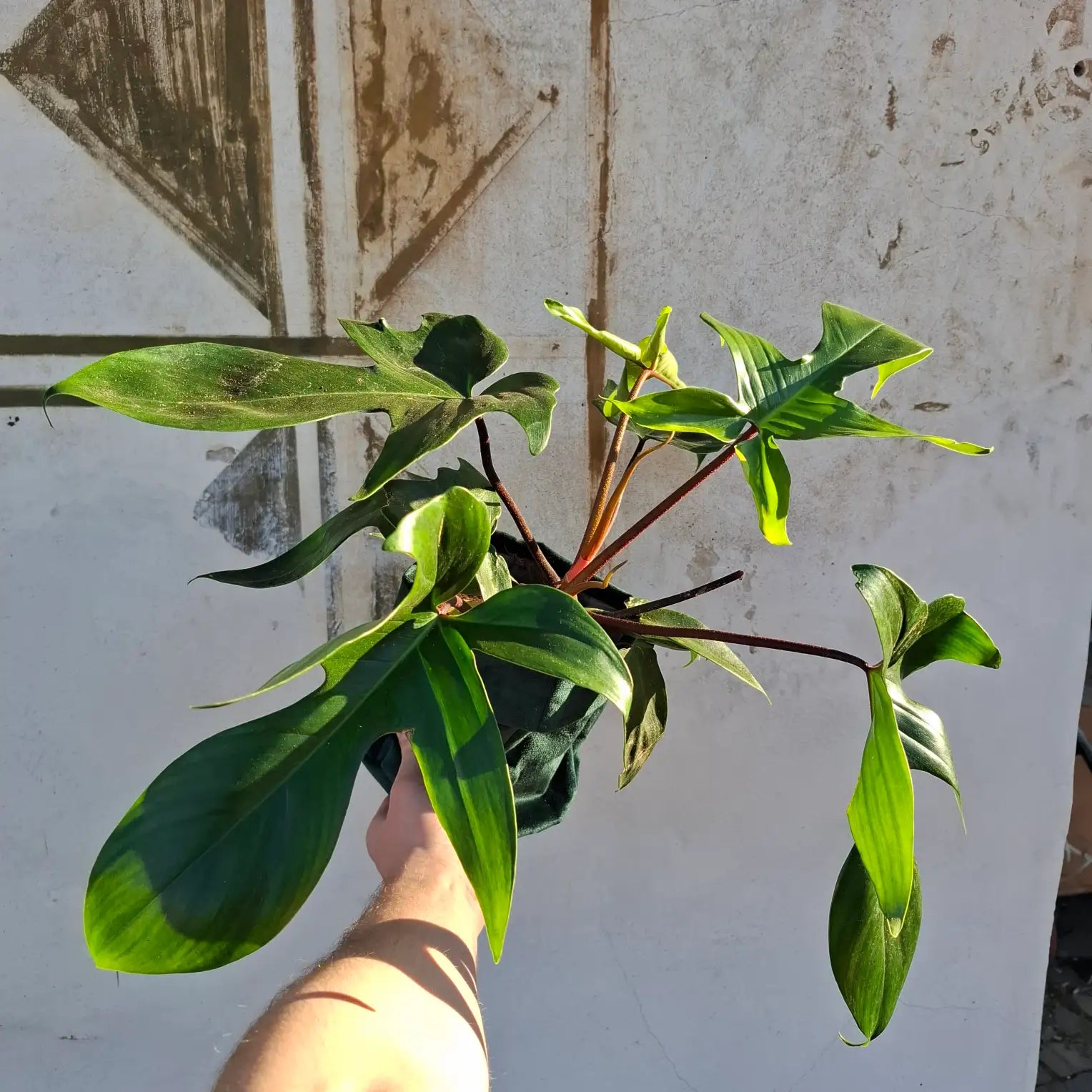 Philodendron Florida Green XL