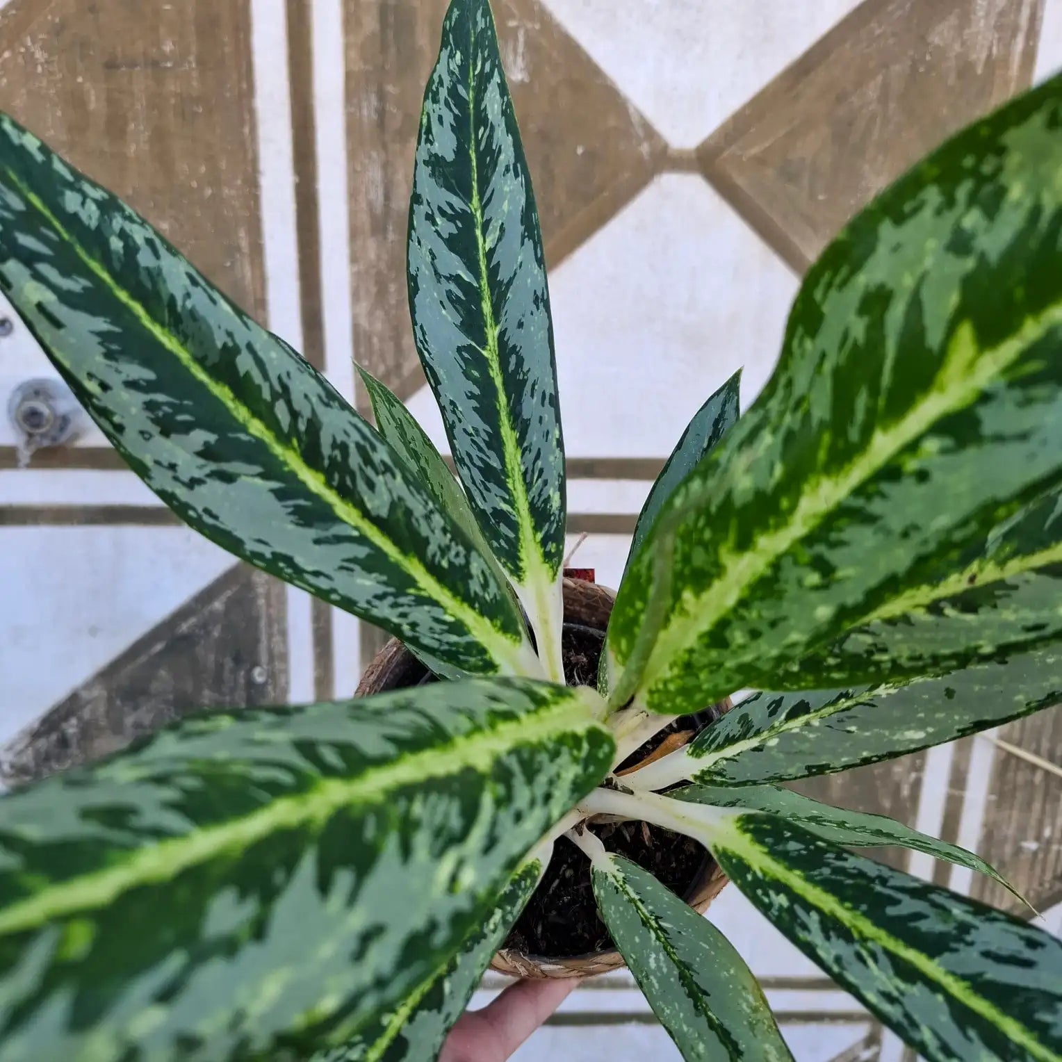 Aglaonema Matcha Lemon