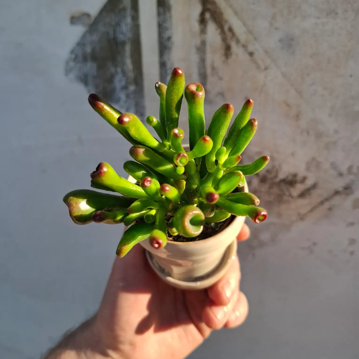 Crassula ovata "Gollum"