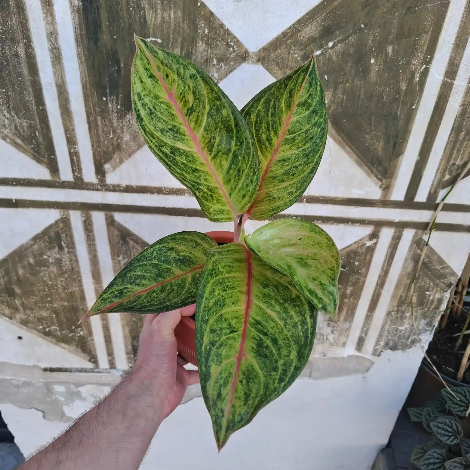 Aglaonema Grand Blossom