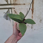 Baby Hoya verticillata ‘Wibergiae’