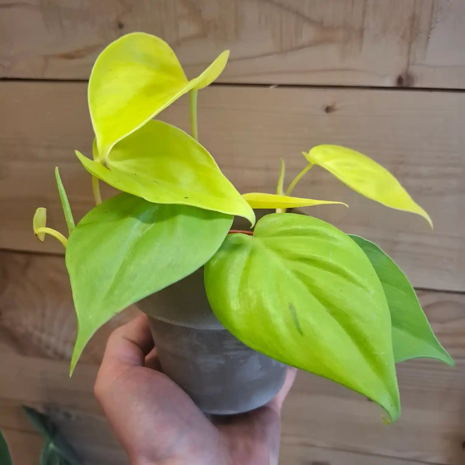 Baby Philodendron Micans Lemon Lime