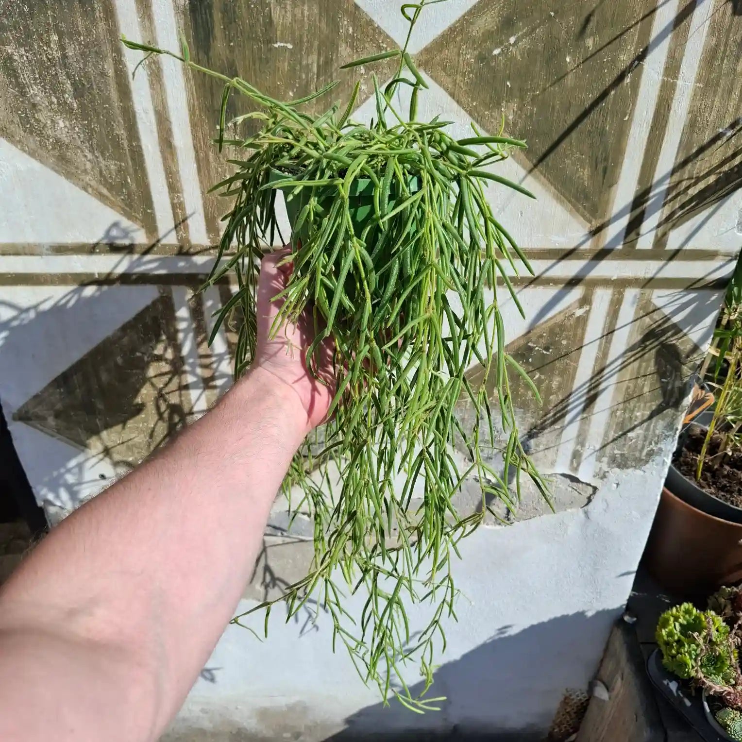 Hoya linearis