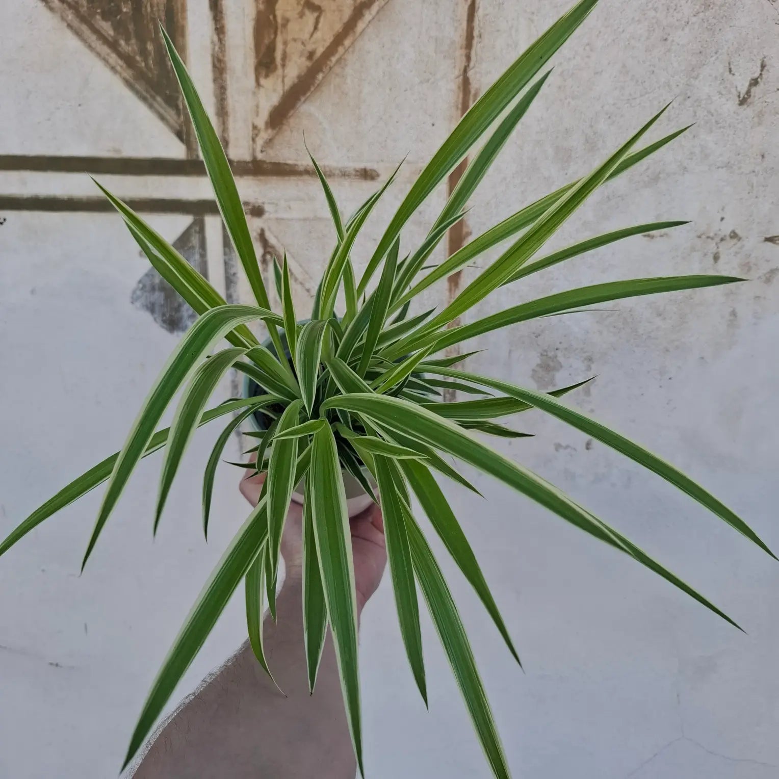 Chlorophytum bichetii