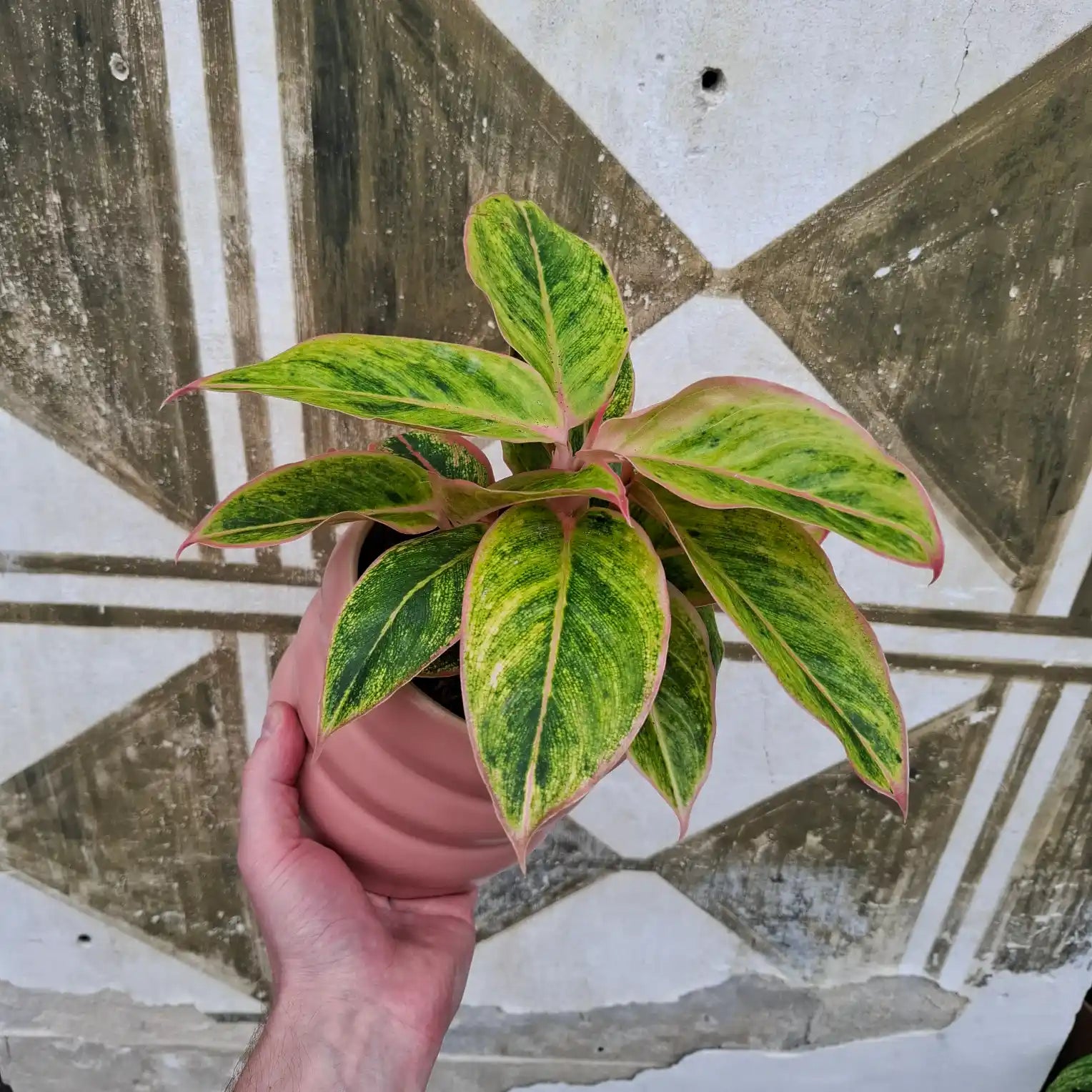 Aglaonema Salmon Fantasy