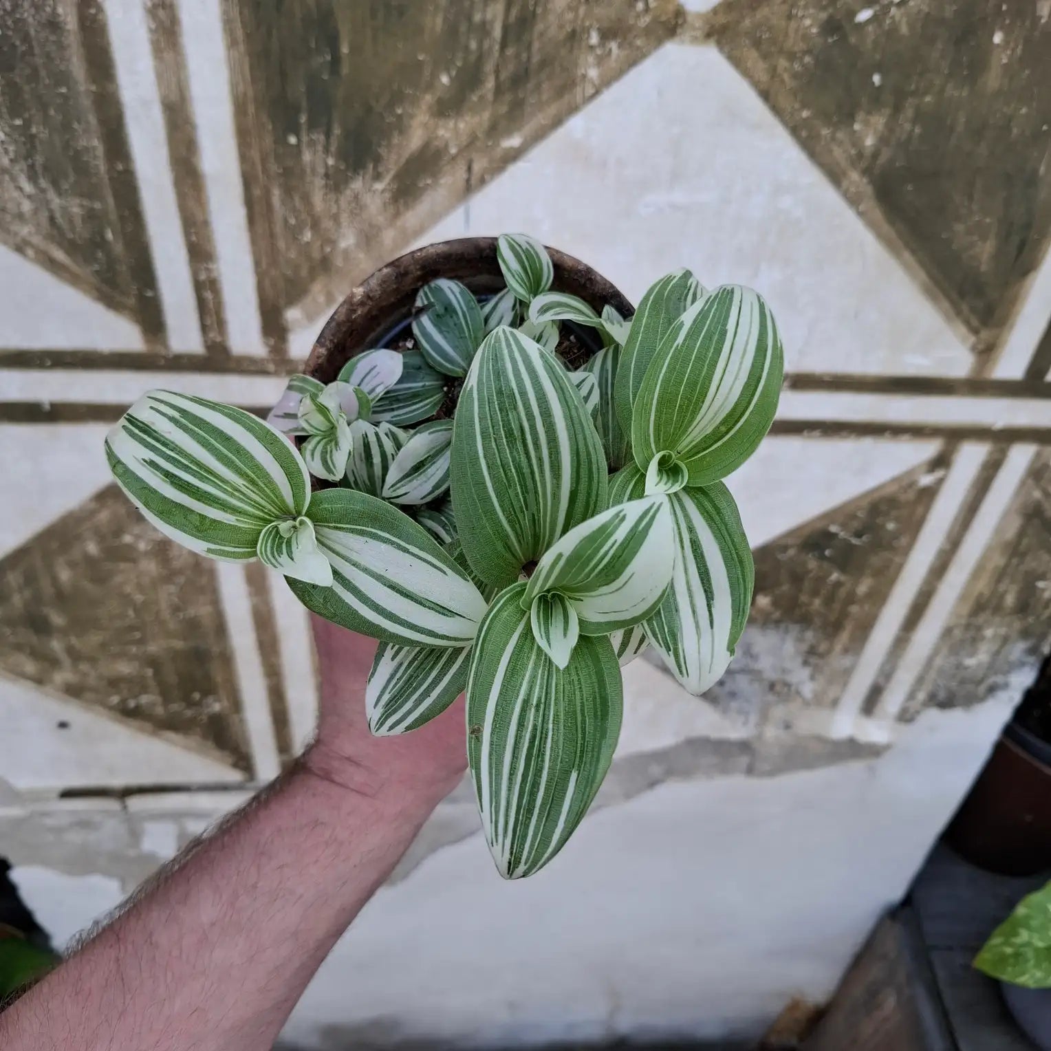 Tradescantia fluminensis ‘Albovittata’