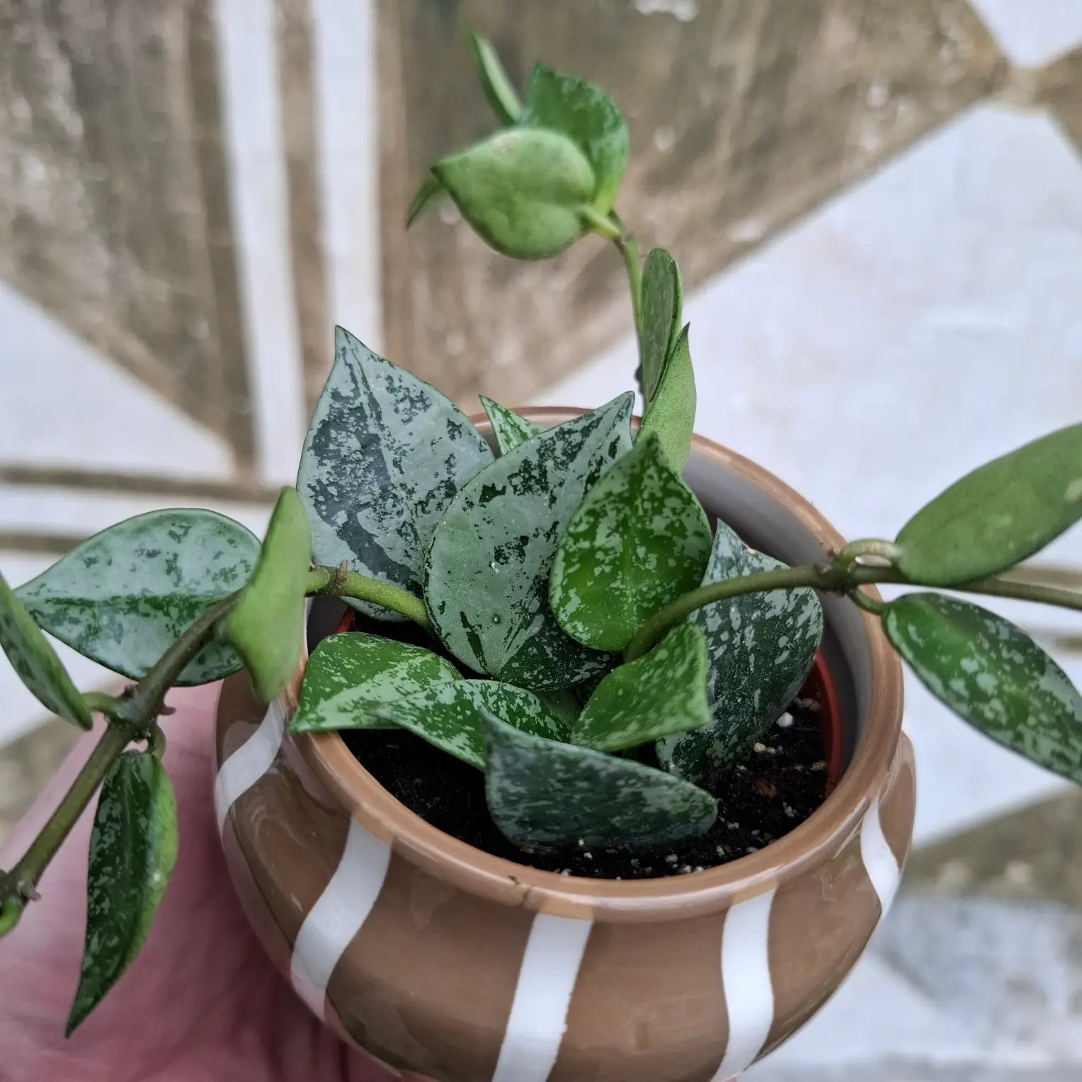 Baby Hoya Krohniana "Splash"