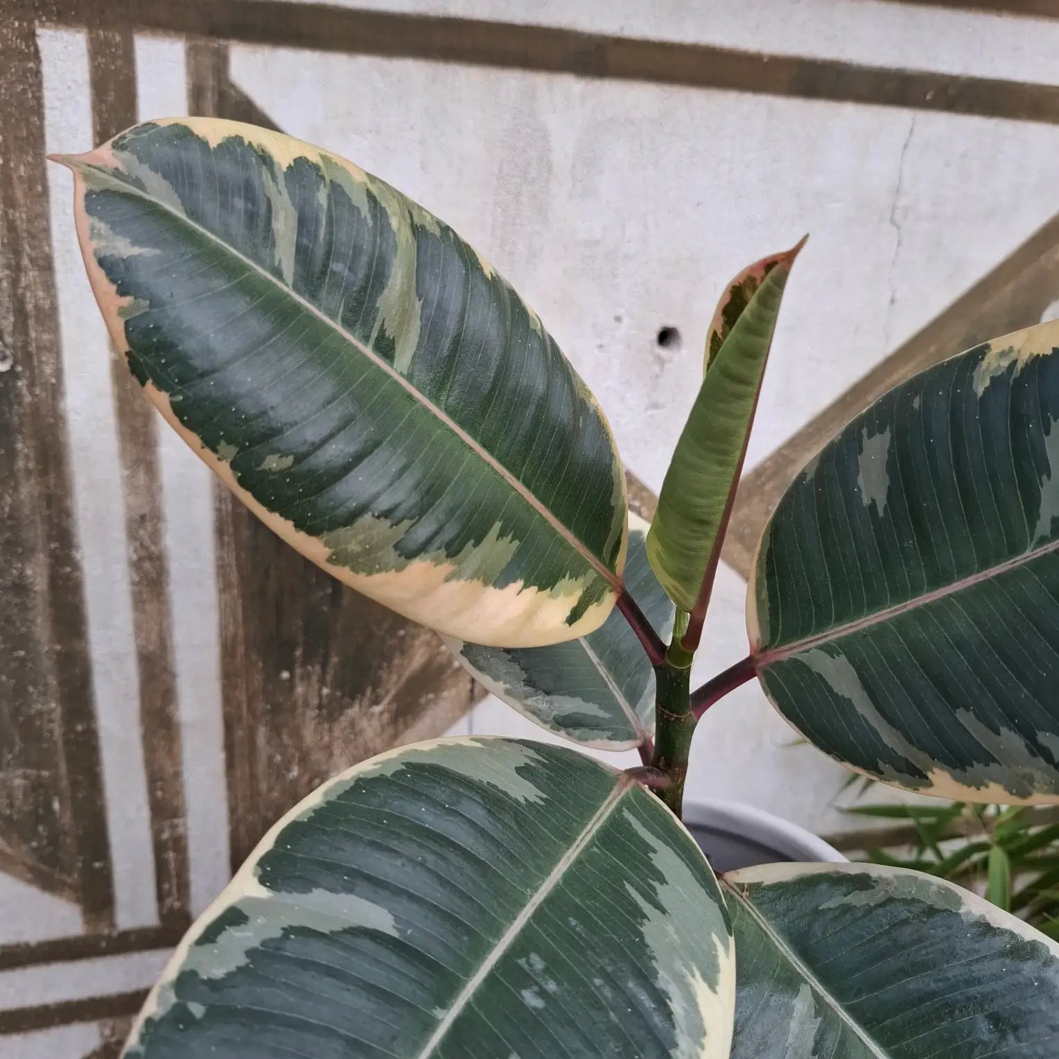 Ficus Elastica 'Tineke'