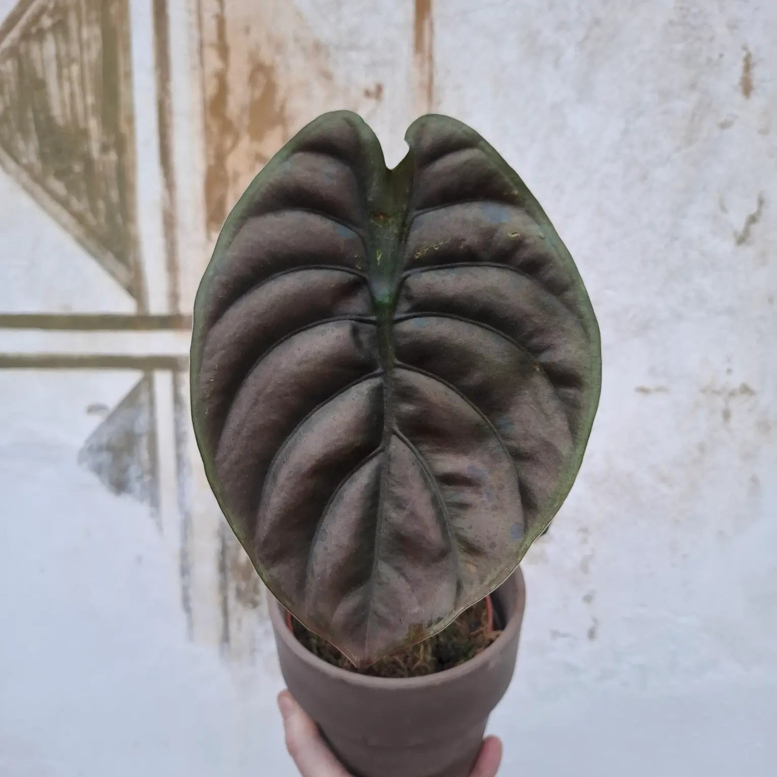Alocasia cuprea ‘Red Secret’