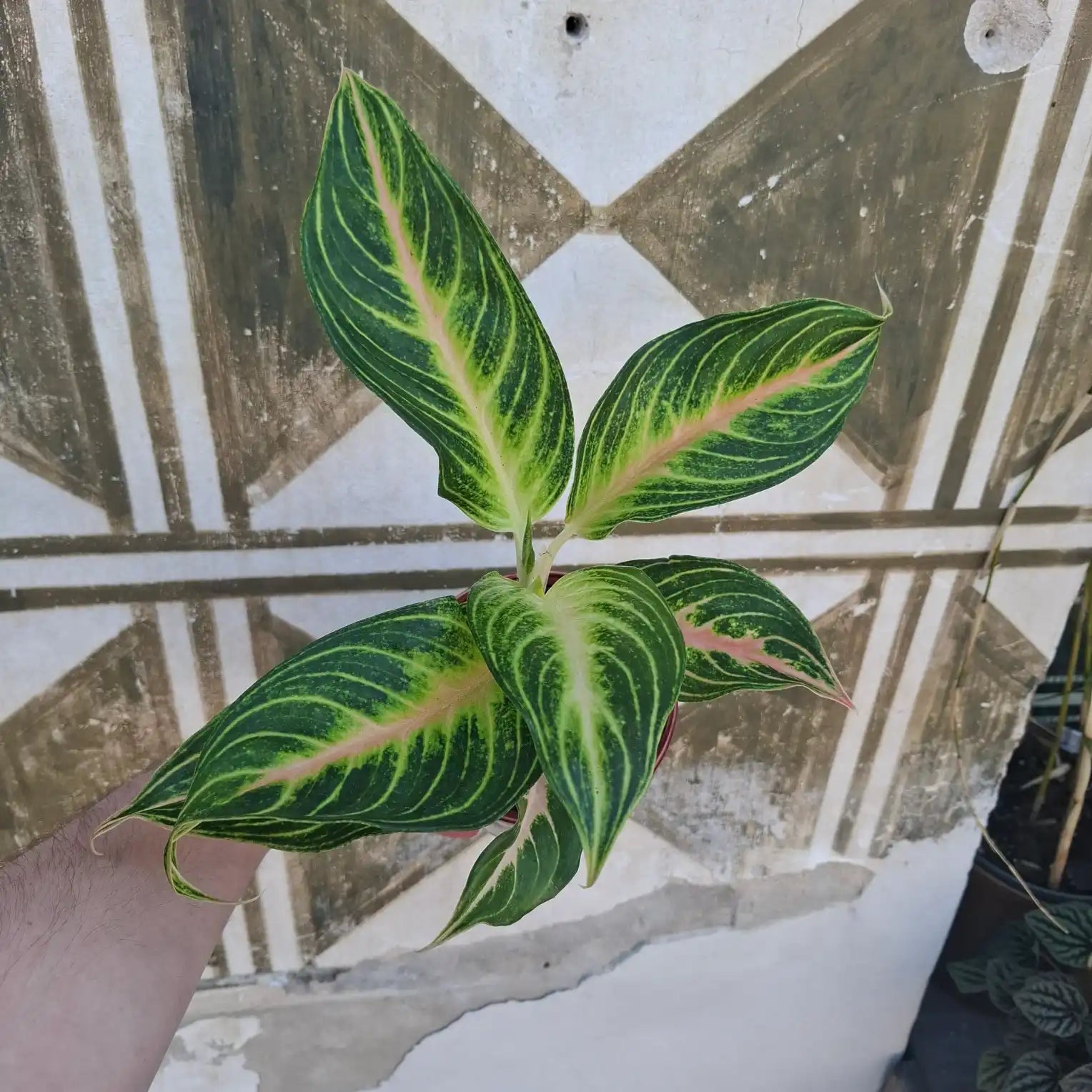 Aglaonema Eyecatcher