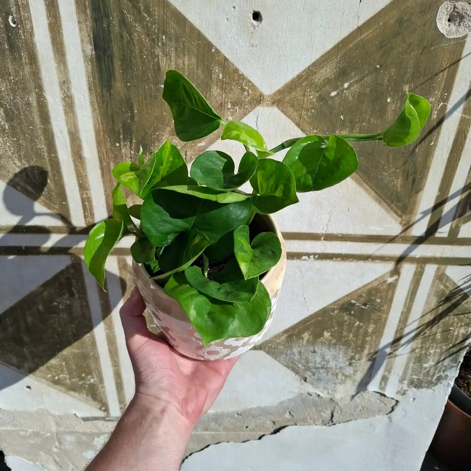 Epipremnum ‘Global Green’