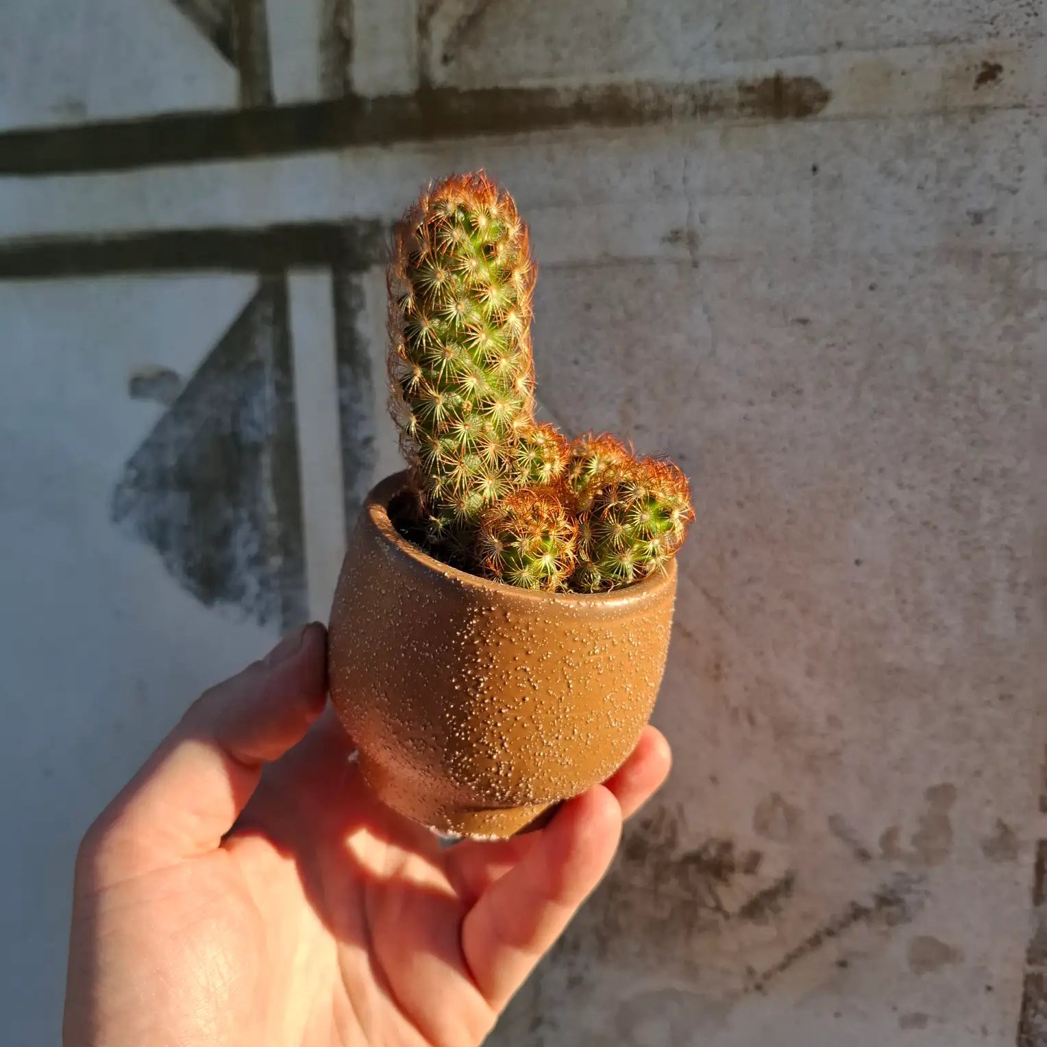 Mammillaria elongata