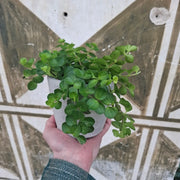 Peperomia Rotundifolia